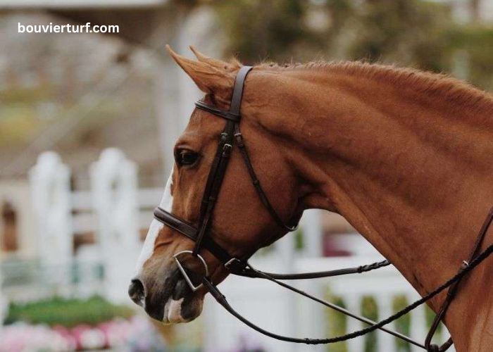 LA Richesse Turf Vip (1)