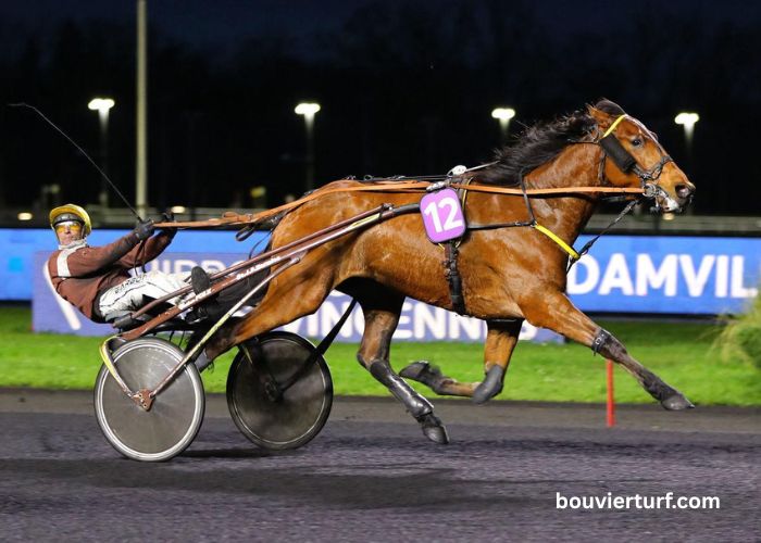 Le Cheval DE Base Incontournable (1)
