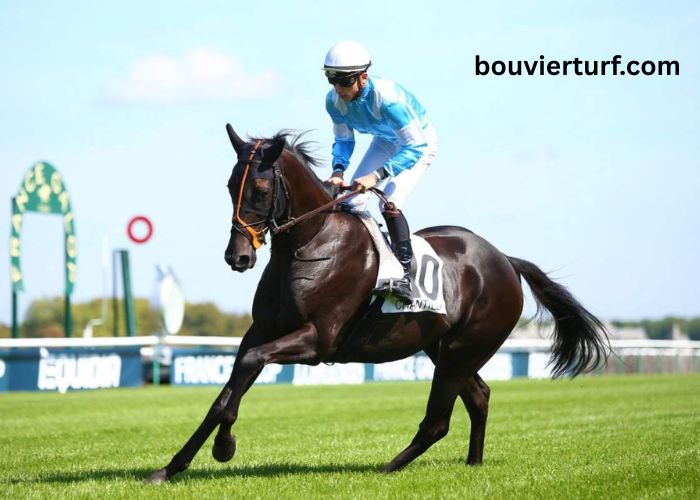 Turf D'or (100+) (6)