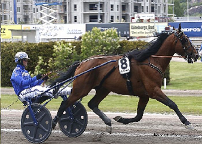 Lingodor Turf 2019